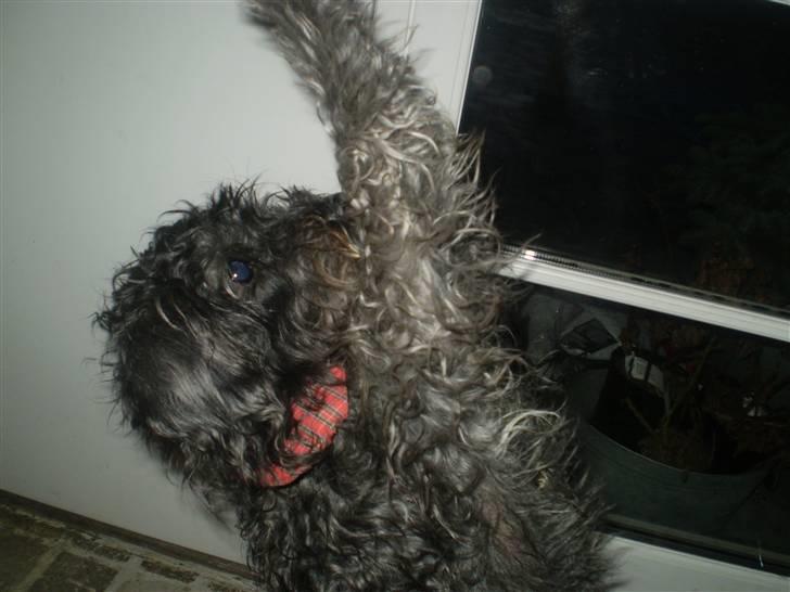 Blanding af racer Marta billede 8