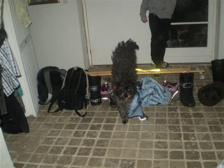 Blanding af racer Marta billede 9