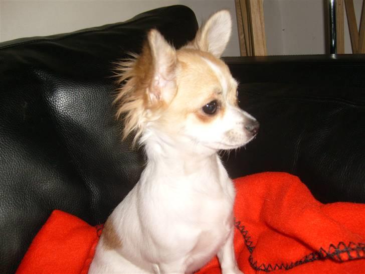 Chihuahua Luna Alis - mors prinsesse billede 3