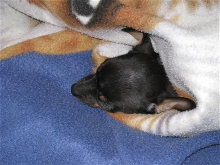 Russisk toy terrier Killer billede 1