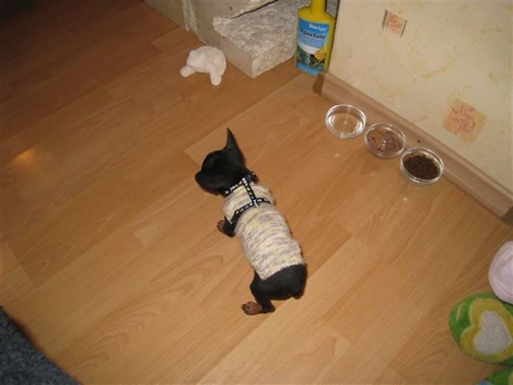 Russisk toy terrier Killer billede 2