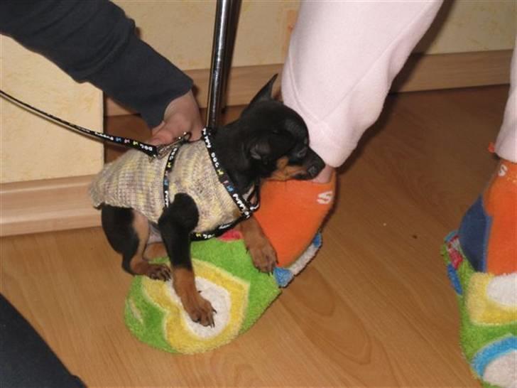 Russisk toy terrier Killer billede 3