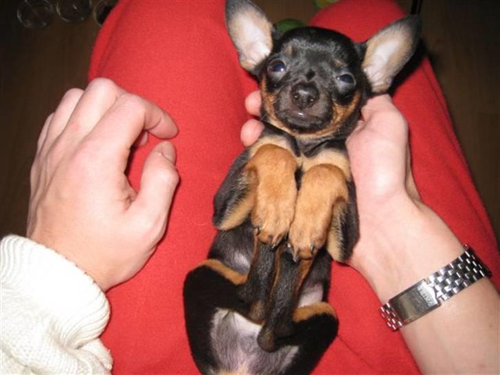 Russisk toy terrier Killer billede 4