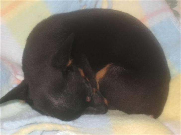 Russisk toy terrier Killer billede 5