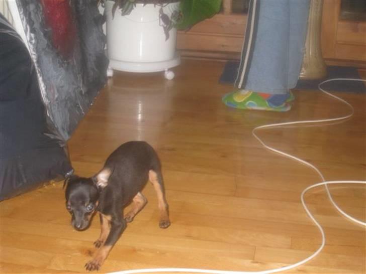 Russisk toy terrier Killer billede 6