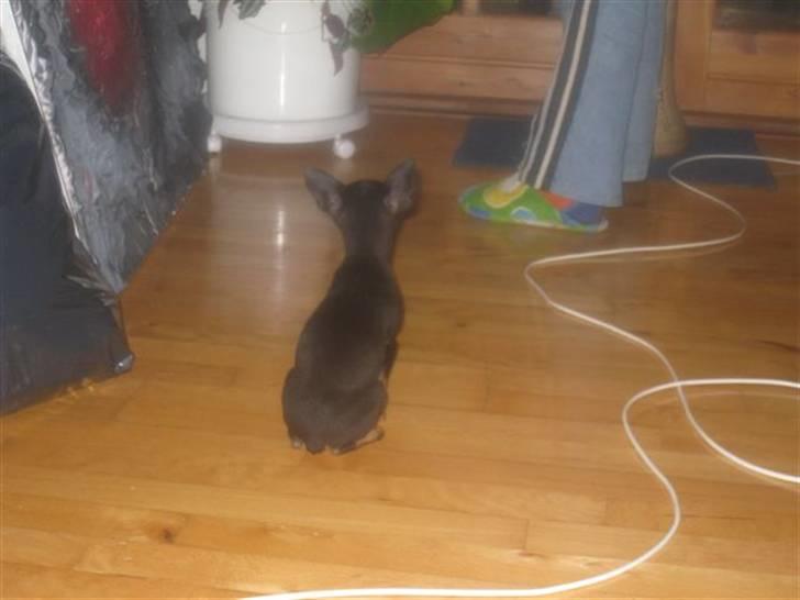 Russisk toy terrier Killer billede 7