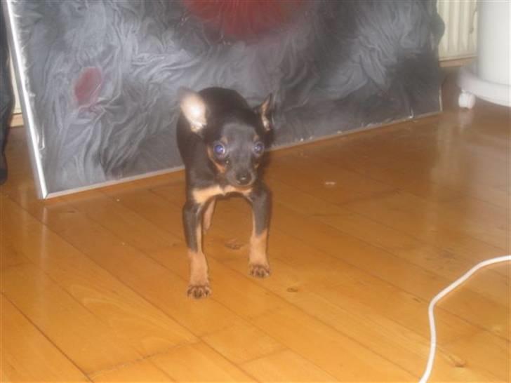 Russisk toy terrier Killer billede 8