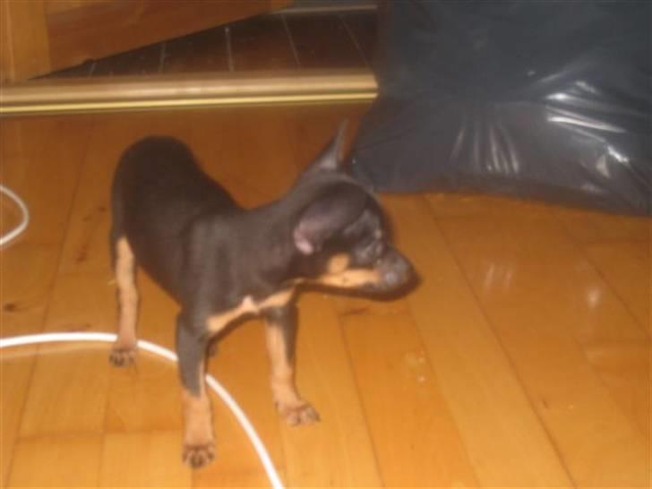 Russisk toy terrier Killer billede 9