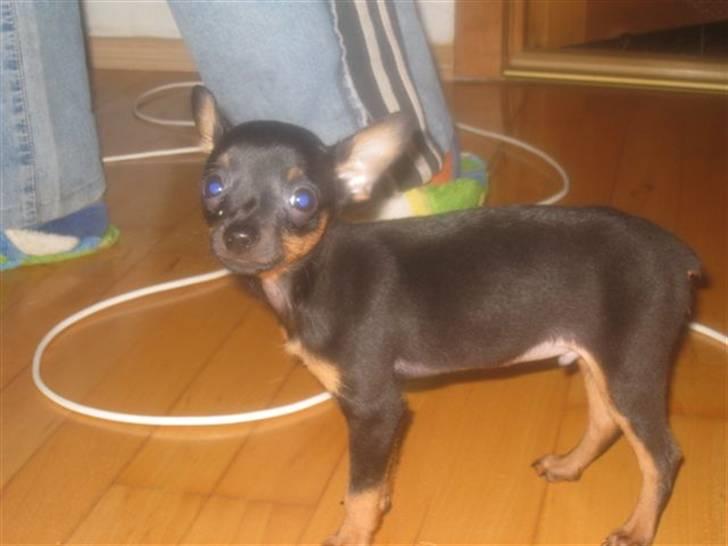 Russisk toy terrier Killer billede 10