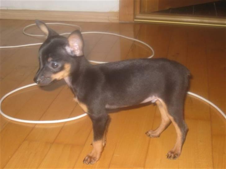 Russisk toy terrier Killer billede 11