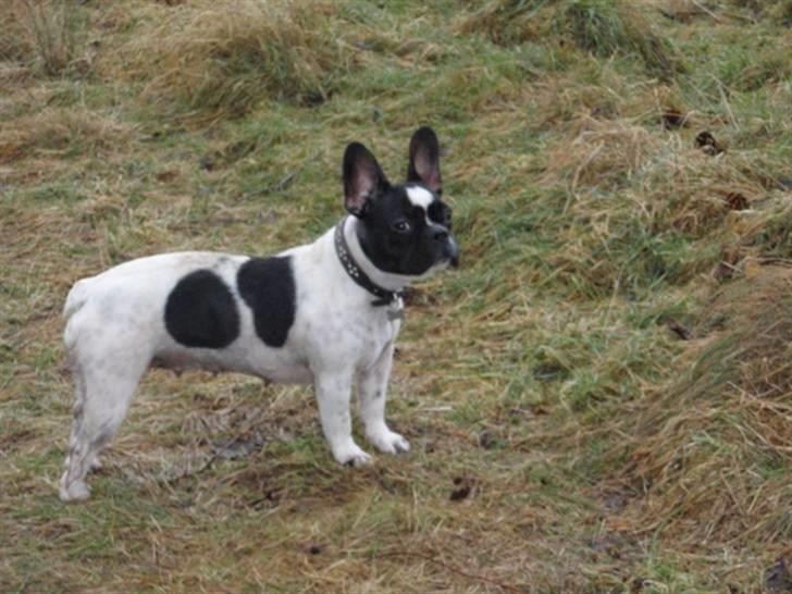 Fransk bulldog Herbie - Herbie i skoven den 3/1-09 billede 6