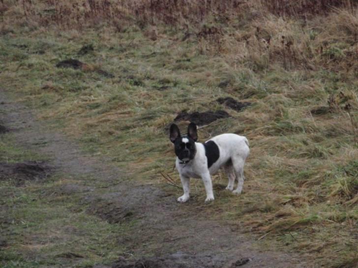 Fransk bulldog Herbie - Mor´s tøz billede 7