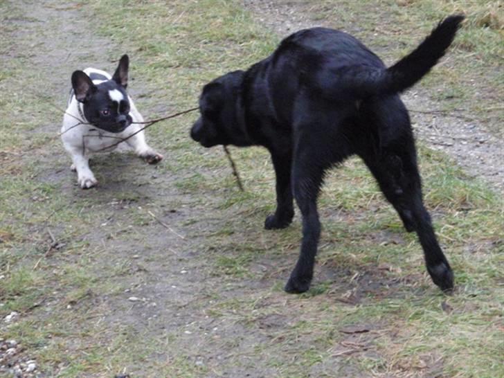 Fransk bulldog Herbie - Herbie leger med pind. billede 8