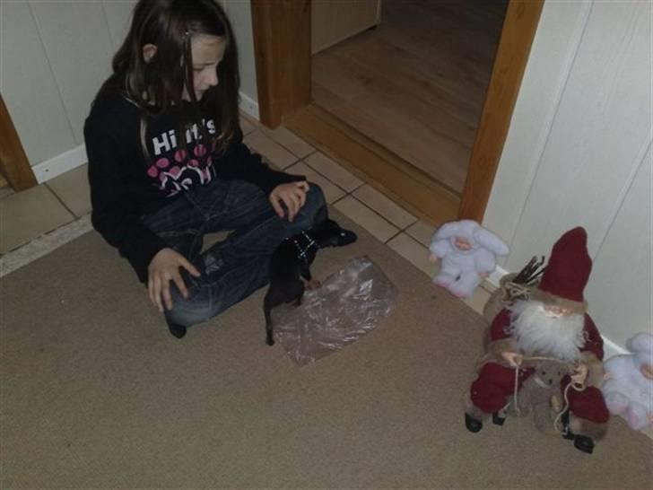 Russisk toy terrier Killer billede 12