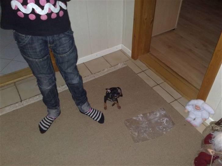 Russisk toy terrier Killer billede 13