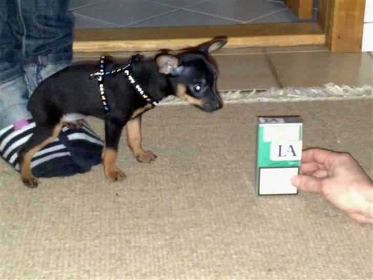 Russisk toy terrier Killer billede 14