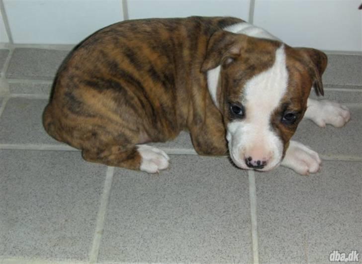 Amerikansk staffordshire terrier cody billede 1