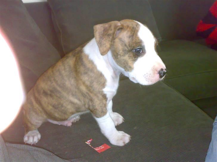 Amerikansk staffordshire terrier cody - det er så her at jeg skal bo billede 2