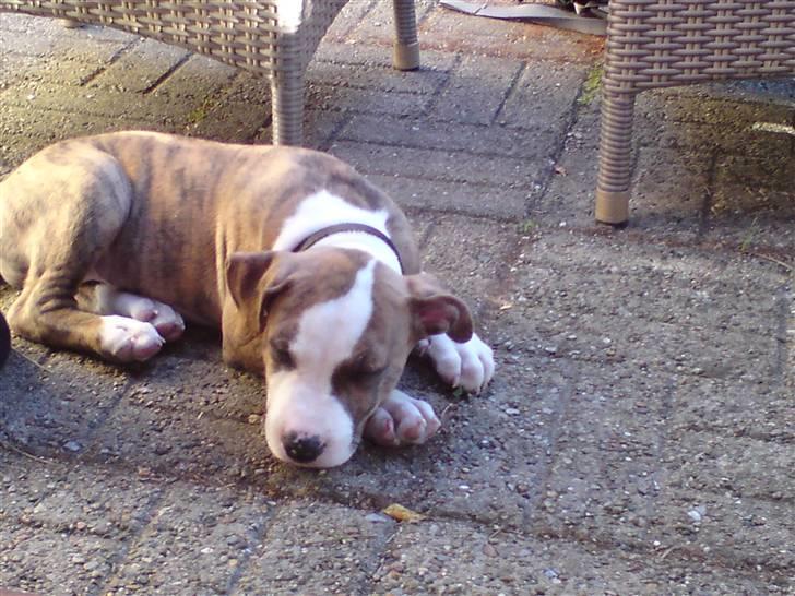 Amerikansk staffordshire terrier cody billede 3