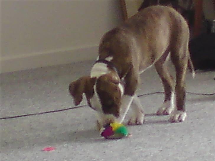 Amerikansk staffordshire terrier cody billede 4