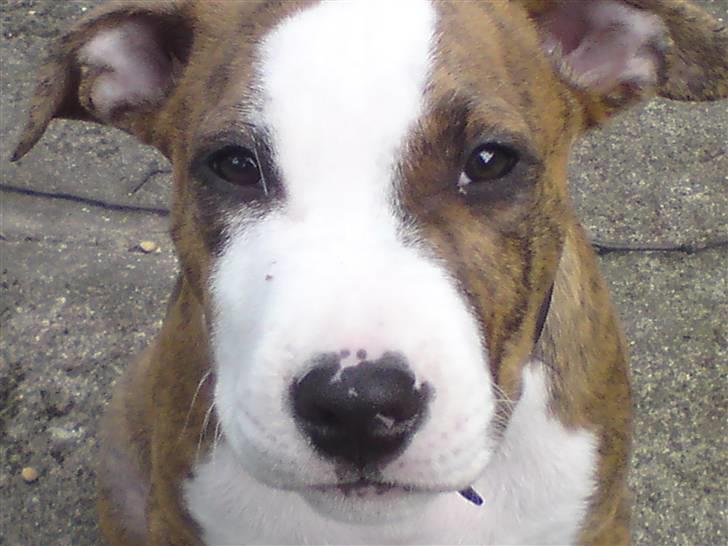 Amerikansk staffordshire terrier cody billede 5