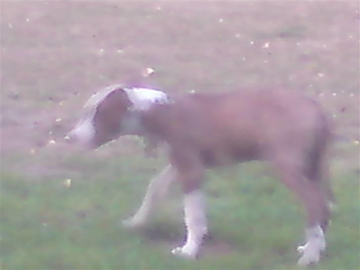 Amerikansk staffordshire terrier cody billede 6