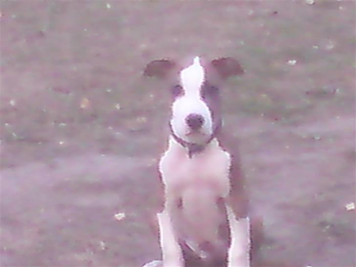 Amerikansk staffordshire terrier cody billede 7