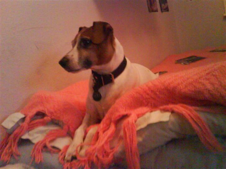 Blanding af racer Plet - Gad vide hvad han kigger på ? billede 4