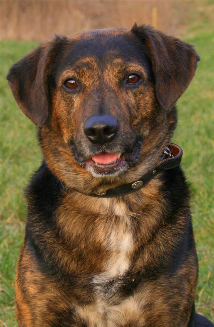 Blanding af racer Nala [Mor & Far's] billede 17