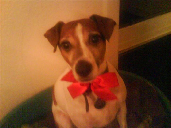 Blanding af racer Plet - Plet med sin julesløjfe; (: billede 6