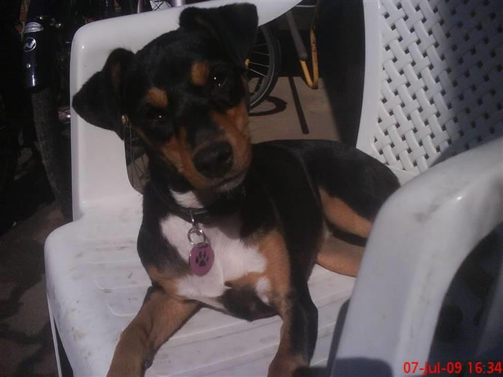 Blanding af racer Himmelhunden Sasja billede 1