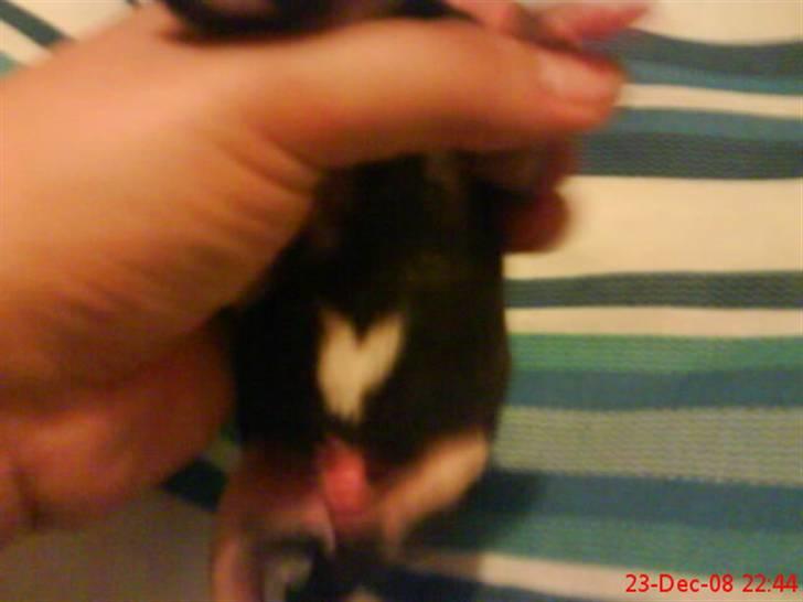 Blanding af racer Himmelhunden Sasja billede 2