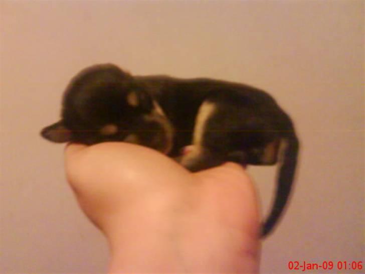 Blanding af racer Himmelhunden Sasja billede 3