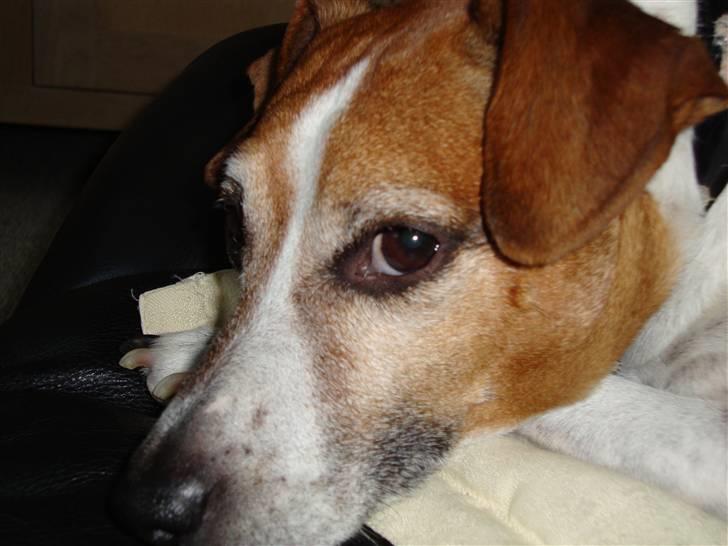 Blanding af racer Plet - LAD MIG NU SOVE I FRED !!! billede 7