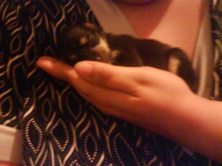 Blanding af racer Himmelhunden Sasja billede 4