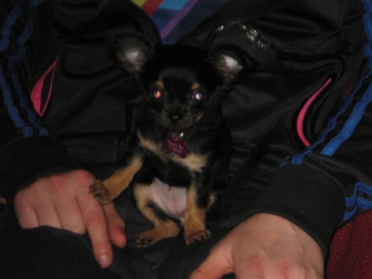 Chihuahua Sofie billede 10