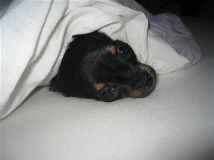 Chihuahua Sofie billede 11