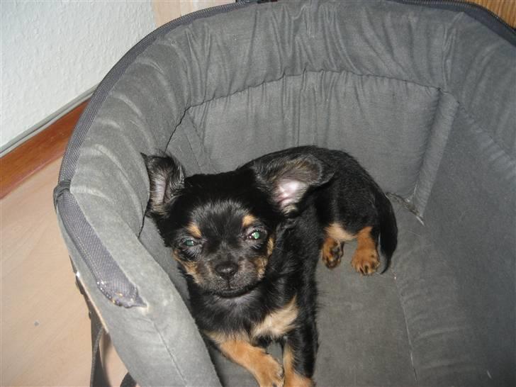 Chihuahua Sofie - Hun elsker at tilluske sig Magnus ting, her i hans taske:-) billede 12