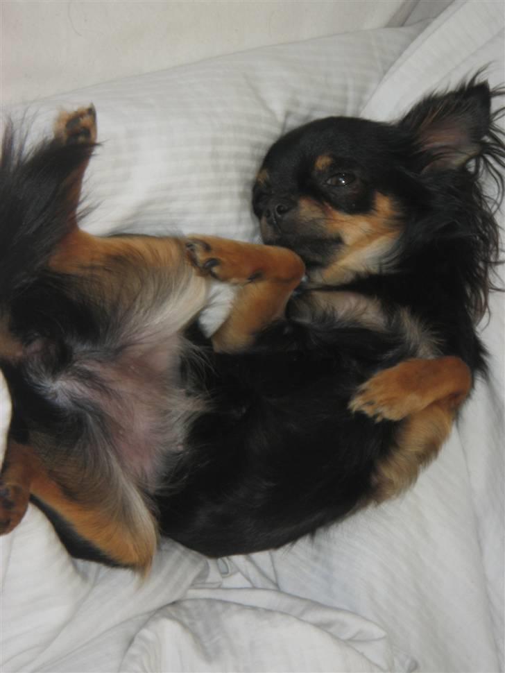 Chihuahua Sofie billede 13