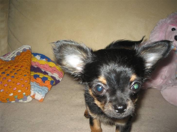 Chihuahua Sofie - Hvor skal du hen, nu legede vi jo lige?! billede 14