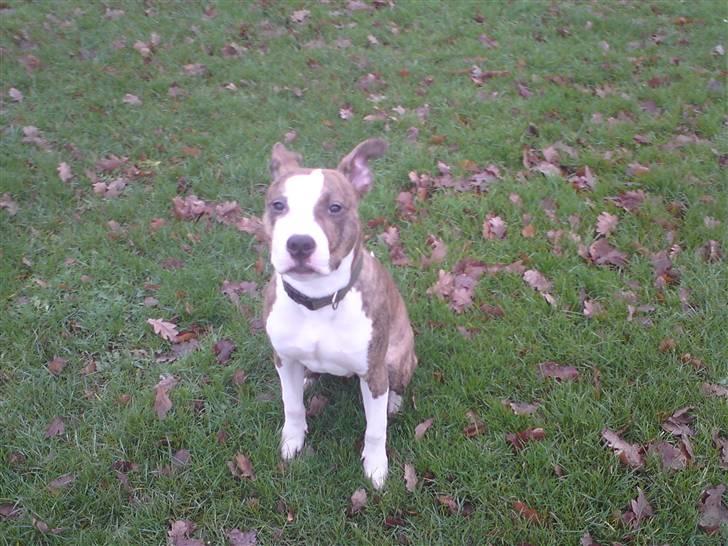 Amerikansk staffordshire terrier cody - syns selv at jeg er en flot fyr billede 8