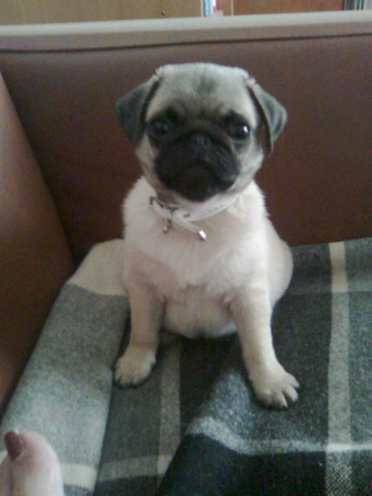 Mops Oscar billede 5