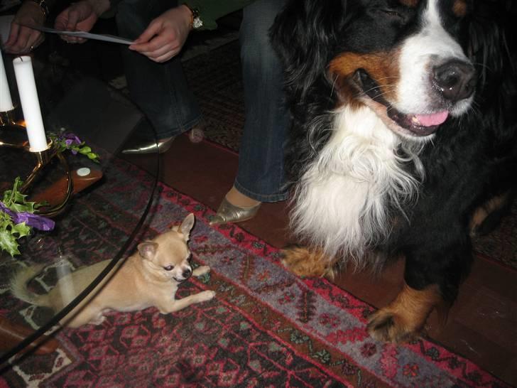 Chihuahua Magnus - Kom nu, skal vi lege?  (Magnus og Batman th.) billede 13