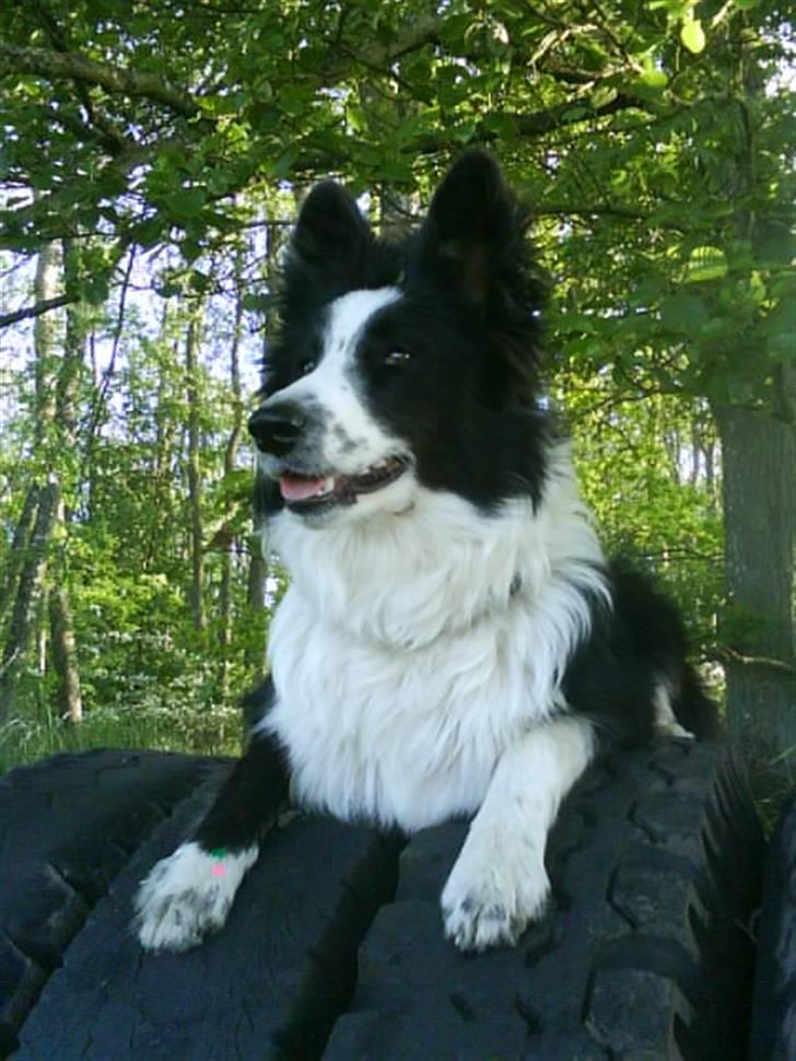Border collie Celine - velkommen til min profil :P billede 1