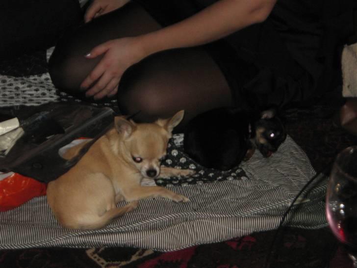 Chihuahua Magnus - Hjælper lige med at pakke gaver ud:-) billede 14