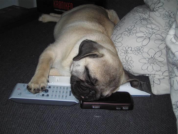 Mops Oscar billede 6