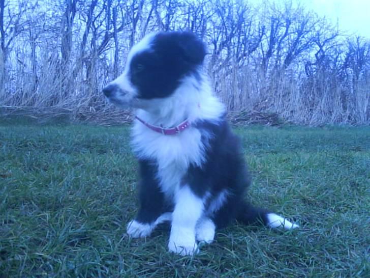 Border collie Celine - er lige ude og gå en tur, men jeg gik i stå HI HI  billede 2