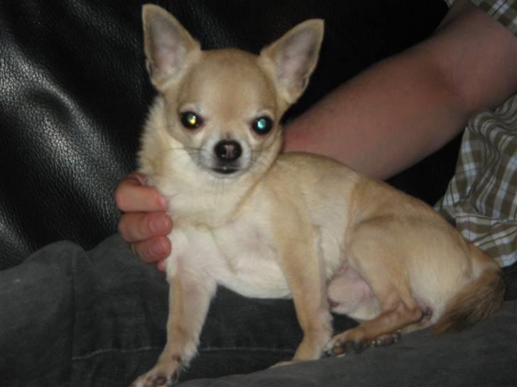 Chihuahua Magnus billede 15