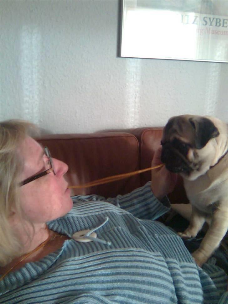 Mops Oscar - Oscar og mormor leger Lady & Vagabonden :D billede 7