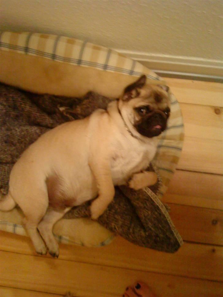 Mops Oscar billede 8